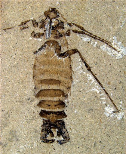 Scientists Find Giant Jurassic Fleas