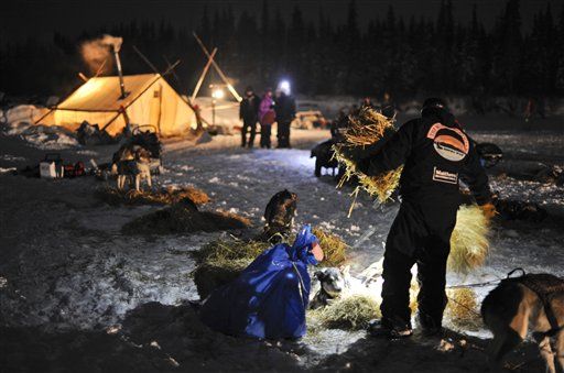 Musher Saves Iditarod Dog With Mouth-to-Muzzle Resuscitation