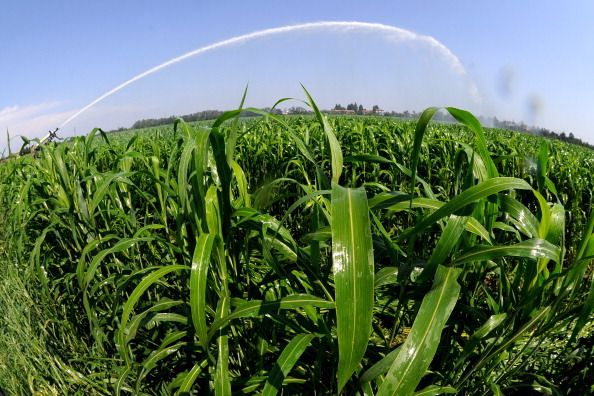 Monsanto Tests Biotech Corn Resistant to Drought