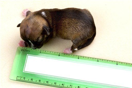 Calif. Pooch Could Be World's Smallest