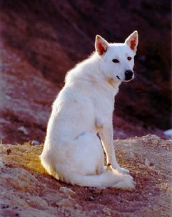 One Woman Fights to Save the Biblical Canaan Dog