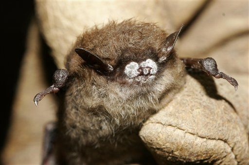 US Bat Disease May Be From European Tourists