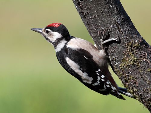 Why Woodpeckers' Brains Don't Burst