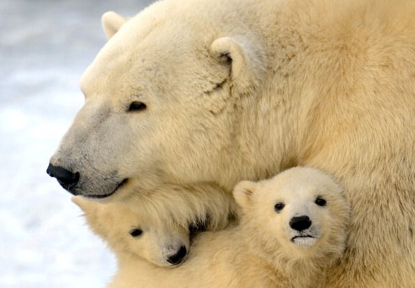 Polar Bears Emerged Earlier Than Thought