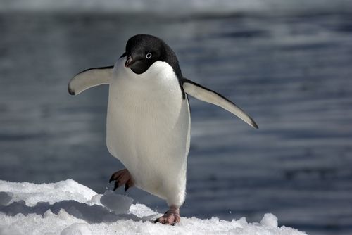Long-Lost Paper Reveals 'Sexual Depravity' of Penguins