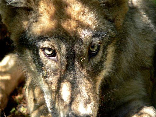 Hunters Take Aim at Gray Wolf