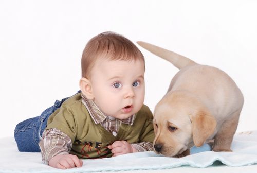 To Keep Baby Healthy, Get a Dog