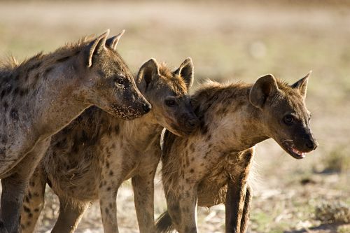 Hyenas Kill 2 Kids in Attack on Sleeping Family