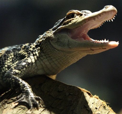 Gator Bites Off Man's Hand —and Man Gets Charged