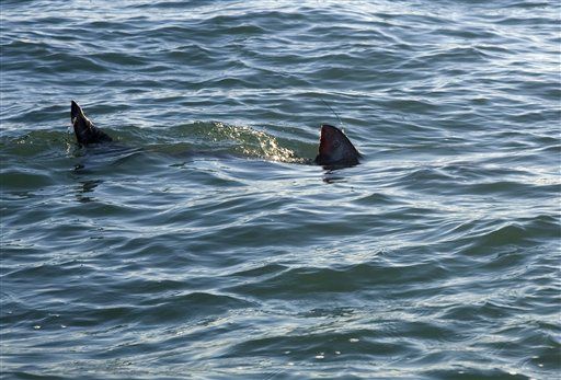 Eco Groups to US: Make Move on Great White Sharks