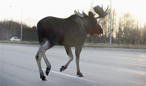 Driver Swerves to Miss Moose, Hits Bear
