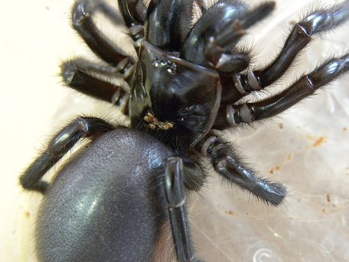 Australians Asked to Catch World's Deadliest Spider