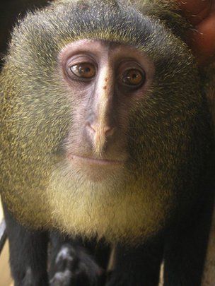New Monkey Species Found