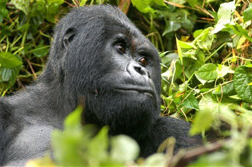 African Gorillas' Habitat Quickly Disappearing