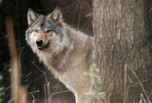 4 Wolves Killed First Wisconsin Hunting Day