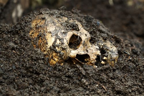 Sandy Topples Old Oak, Unearths Skeleton