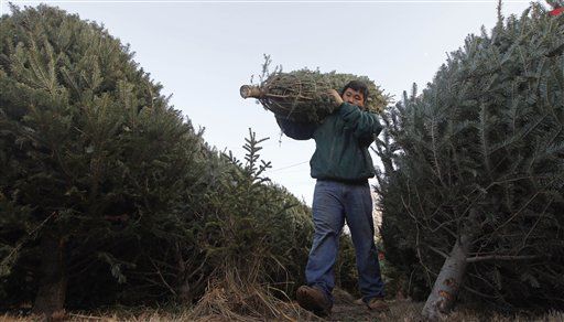 Germans Hope to Clone Perfect Christmas Tree