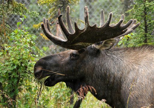 School Cans Guy Over Moose-Butchering Fantasy