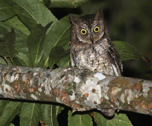 New Owl Species Hid Under Experts' Noses for 100 Years
