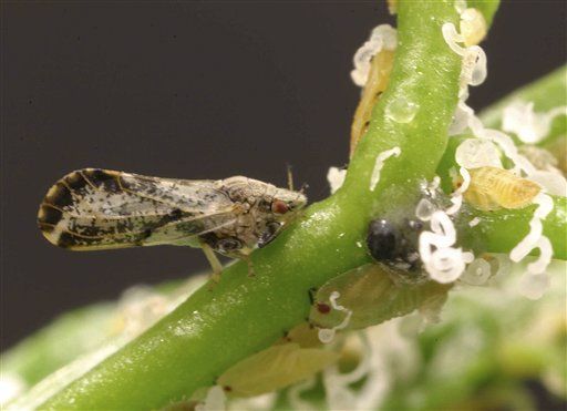 USDA: Time for 'Sea Change' in Fighting Pests