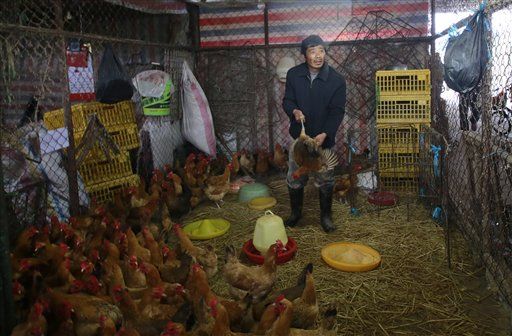 Fearing Outbreak, Shanghai Slaughters 20K Birds
