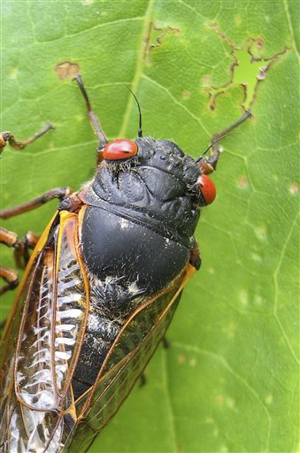 Billions of Red-Eyed Cicadas to Swarm East Coast