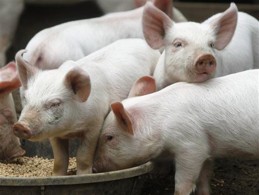 GMO Feed Alters Pigs' Stomachs