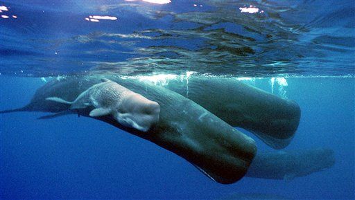 Discovered: How Whales Can Hold Their Breath Underwater