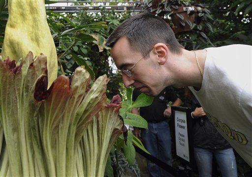 Thousands Gather For Whiff of Rare Stinky Flower
