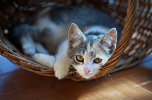 Cat-Allergy Breakthrough Could Herald New Treatments