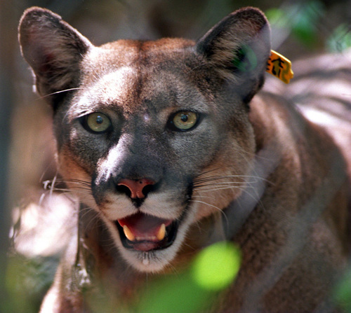 Cougar Killed on Chicago Street