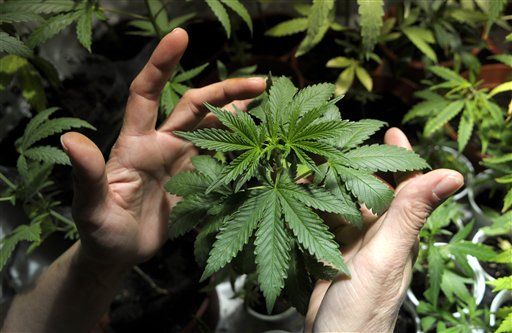Pot's New Growing Pains: Financial Scams