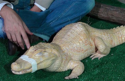 Brazilian Alligator Gets ... Acupuncture?