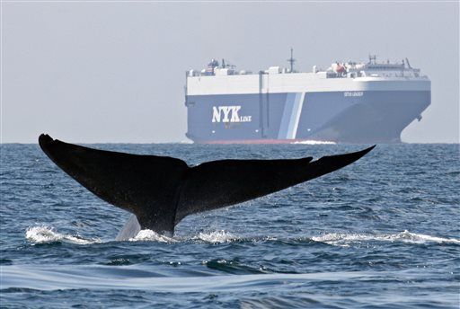 App Aims to Keep Whales Safe From Cargo Ships