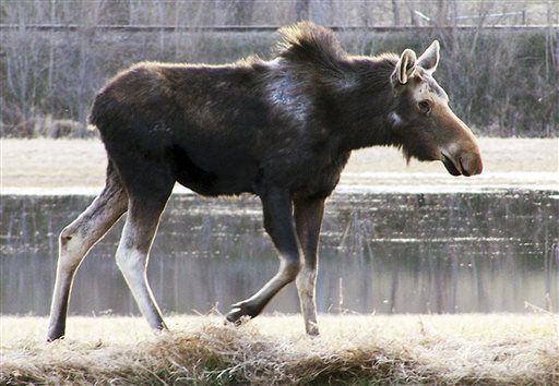America's Moose Are Dying Off