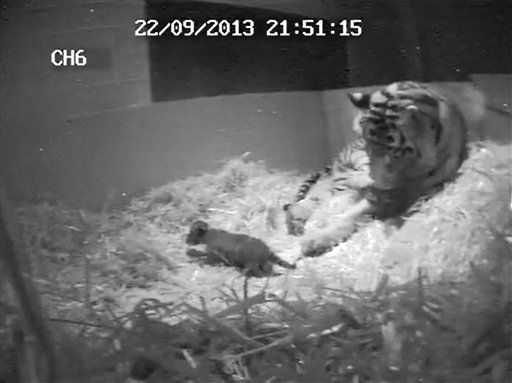 Zoo's Rare Tiger Drowns 3 Weeks After Birth