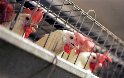 Experts: USDA Plan Will Boil More Birds Alive