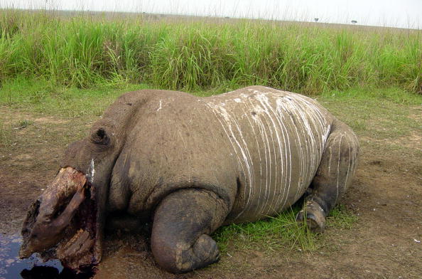 Cloning Could Save Rare Rhino
