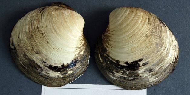 Scientists Cracked Open 507-Year-Old Clam