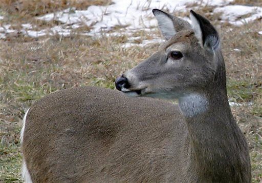 Flying Deer Hits Virginia Jogger