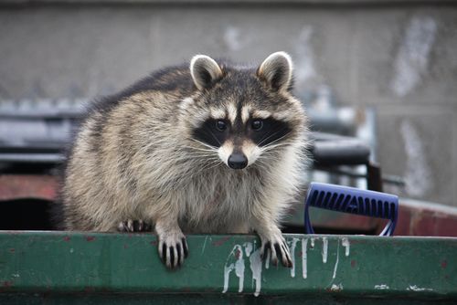 Guy Torqued Over Seized Raccoon Runs for Tenn. Gov