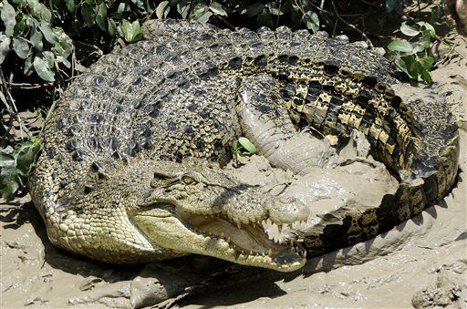 Crocodile Snatches 12-Year-Old