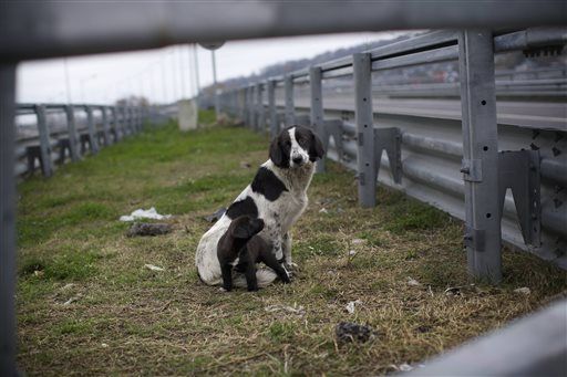 The New Meal for Sochi's Stray Dogs: Poison
