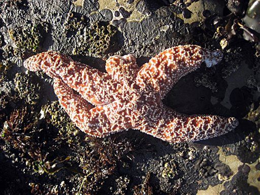 Starfish Ripping Off Own Arms