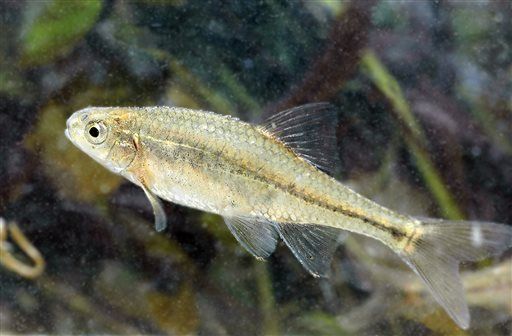 Meet First Fish to Leave Endangered List