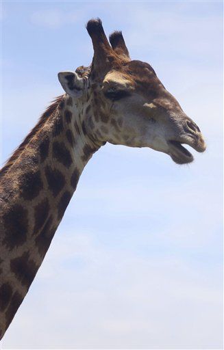 Zoo Puts Down Young Giraffe— Over Inbreeding