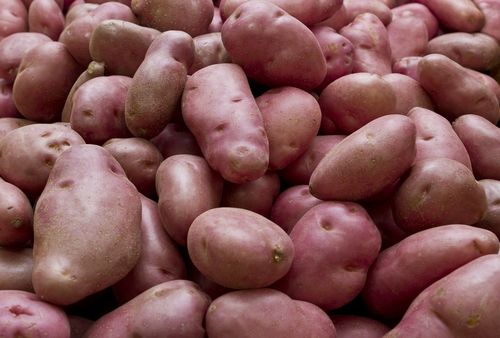 Scientists Build a Better Potato