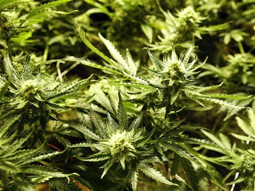 Man Caught Growing Pot, Thanks to Own Home Alarm