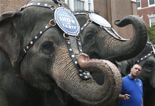 Circus Elephants Escape, Go on Rampage