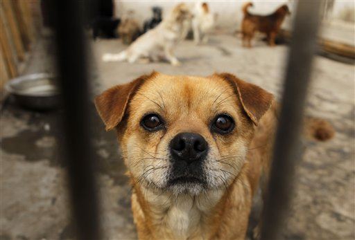 China's Dog Crackdown Is Boneheaded